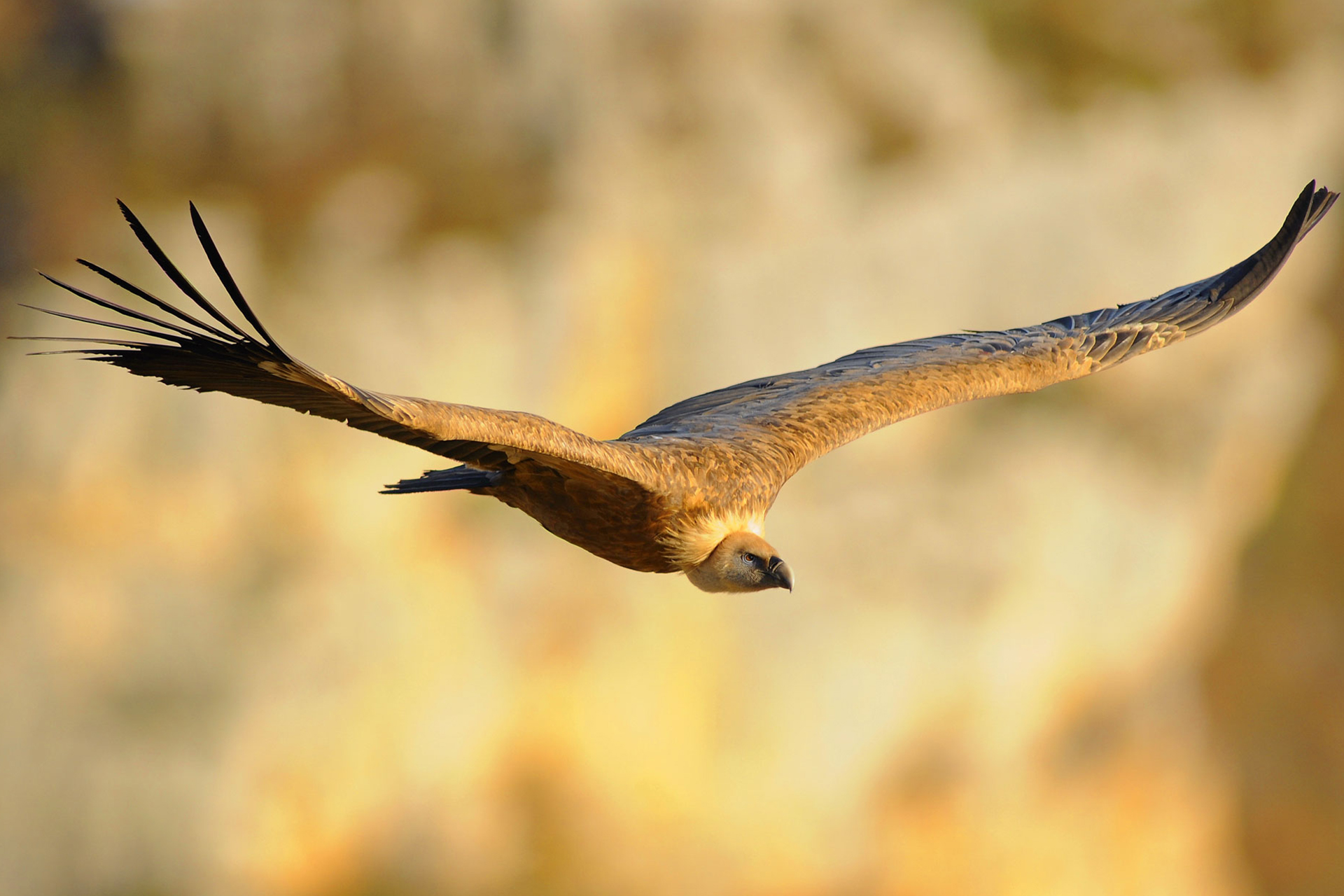 Helping protect this much misunderstood species